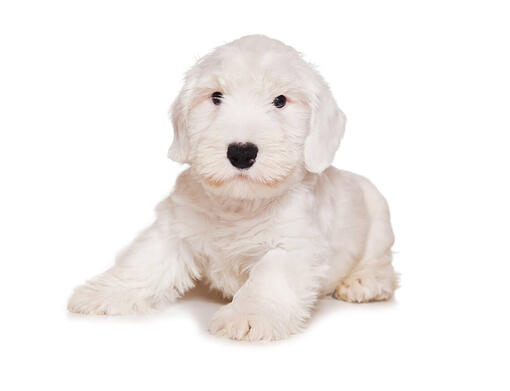 Sealyham terrier puppies for sales sale